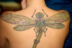 A colorful and detailed insect tattoo of a dragonfly perched on this girls back and shoulders