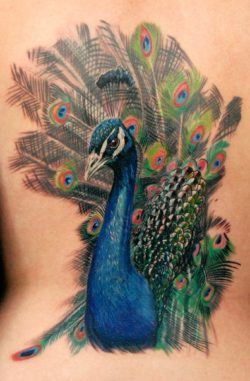 A beautiful, artistic peacock bird tattoo by Phil Garcia, symbolizing nobility and awareness.