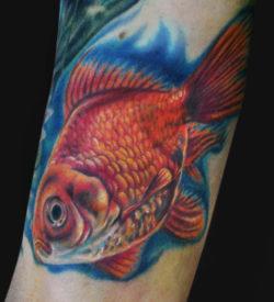This tattoo artist has used white tattoo ink to create shine on the scales of this goldfish