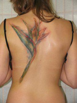 This artistic tattoo of a crane flower shows how the flower resembles a cranes beak and plumage