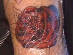 This fresh tattoo of a red rose is wrapped in plastic to protect the area from dust, dirt and pollution