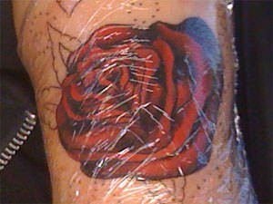 This fresh tattoo of a red rose is wrapped in plastic to protect the area from dust, dirt and pollution